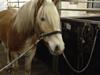 Tyroler Haflinger willie solgt