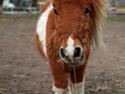 Shetlænder Just in time (Hingst).