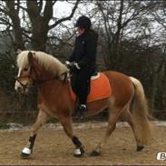 Haflinger zoffi <3