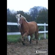 Haflinger zoffi <3