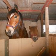 Anden særlig race Tarzan