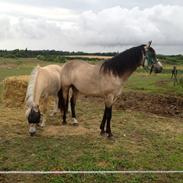 Connemara Følfods Ziggy Stardust - Tidl. hest