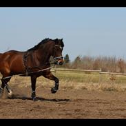 New Forest Odbjergs Nemo