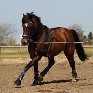 New Forest Odbjergs Nemo