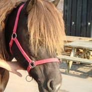 Islænder venus fra flagbjarnarholti