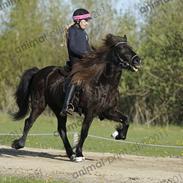 Islænder venus fra flagbjarnarholti