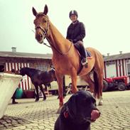 Dansk Varmblod Champagne