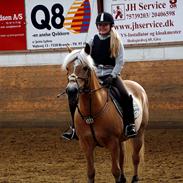 Haflinger Gullith