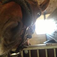 DSP Riishøjgaards Victor