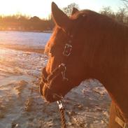 DSP Riishøjgaards Victor