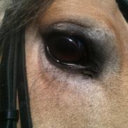 Fjordhest Moonlight (Mooni) <3<3