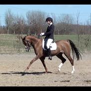 Hollandsk Sportspony Himmeren's Ivanica