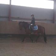 Hollandsk Sportspony Brinkhof´s Phantom (DJ) <3