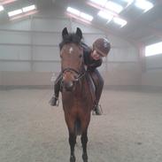 Hollandsk Sportspony Brinkhof´s Phantom (DJ) <3