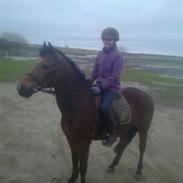 Hollandsk Sportspony Brinkhof´s Phantom (DJ) <3