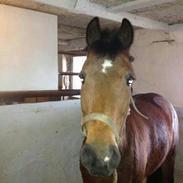 Hollandsk Sportspony Brinkhof´s Phantom (DJ) <3