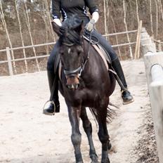 Fuldblod (XX) Staghøjgårds La Rochelle