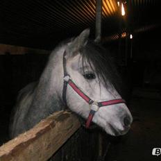 Dartmoor Mannerup's Pandora