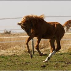 Arabisk fuldblod (OX) Fahkour Amir el Azraff