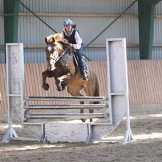 Dansk Varmblod Stald Kelon's Cayenne