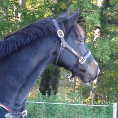 Oldenborg Another One 2 [Dundee<3]