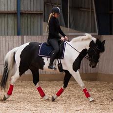 Anden særlig race Scarlet