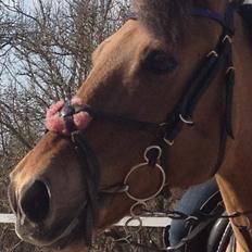 Anden særlig race kandis