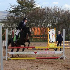 Tysk Sportspony Taifun