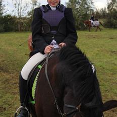 Tysk Sportspony Taifun