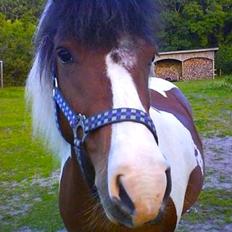 Anden særlig race Moonlight