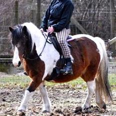 Anden særlig race Moonlight