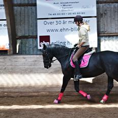 Anden særlig race Lady Gaga