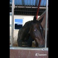 Anden særlig race Malou Kærlund (min mors)