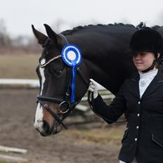 Dansk Varmblod Fiona Melody