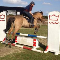 Anden særlig race kandis