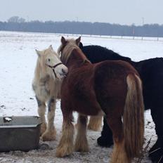 Irish Cob Little Big Bobby Beer