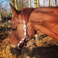 Dansk Varmblod Allie kat