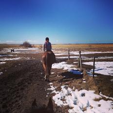 Dansk Varmblod Allie kat