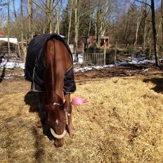 Dansk Varmblod Allie kat