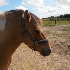 Anden særlig race Sølvmosegaards Sascha