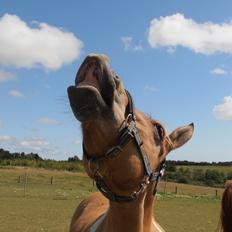 Anden særlig race Sølvmosegaards Sascha