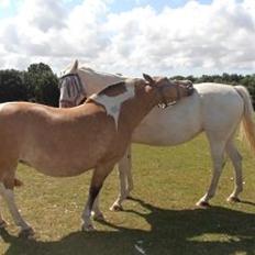 Anden særlig race Sølvmosegaards Sascha