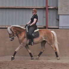 Tyroler Haflinger Hibiscus af Elghuset (Solgt)