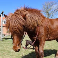 Islænder Baldi fra Hindø