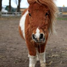 Shetlænder Just in time (Hingst).