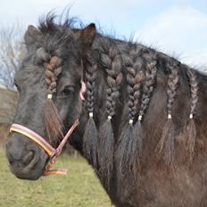 Shetlænder Kerryston Ruby