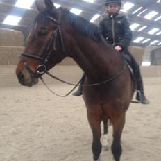 Dansk Varmblod Lazaro * Tidl. lånehest *