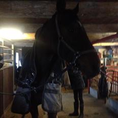 Dansk Varmblod Lazaro * Tidl. lånehest *