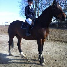 Dansk Varmblod Lazaro * Tidl. lånehest *