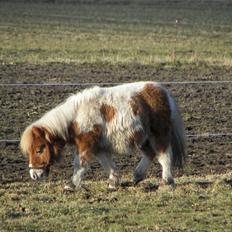 Shetlænder Bertram
